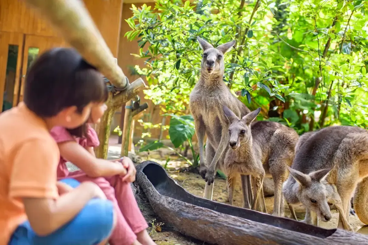 シンガポール動物園へのアクセス