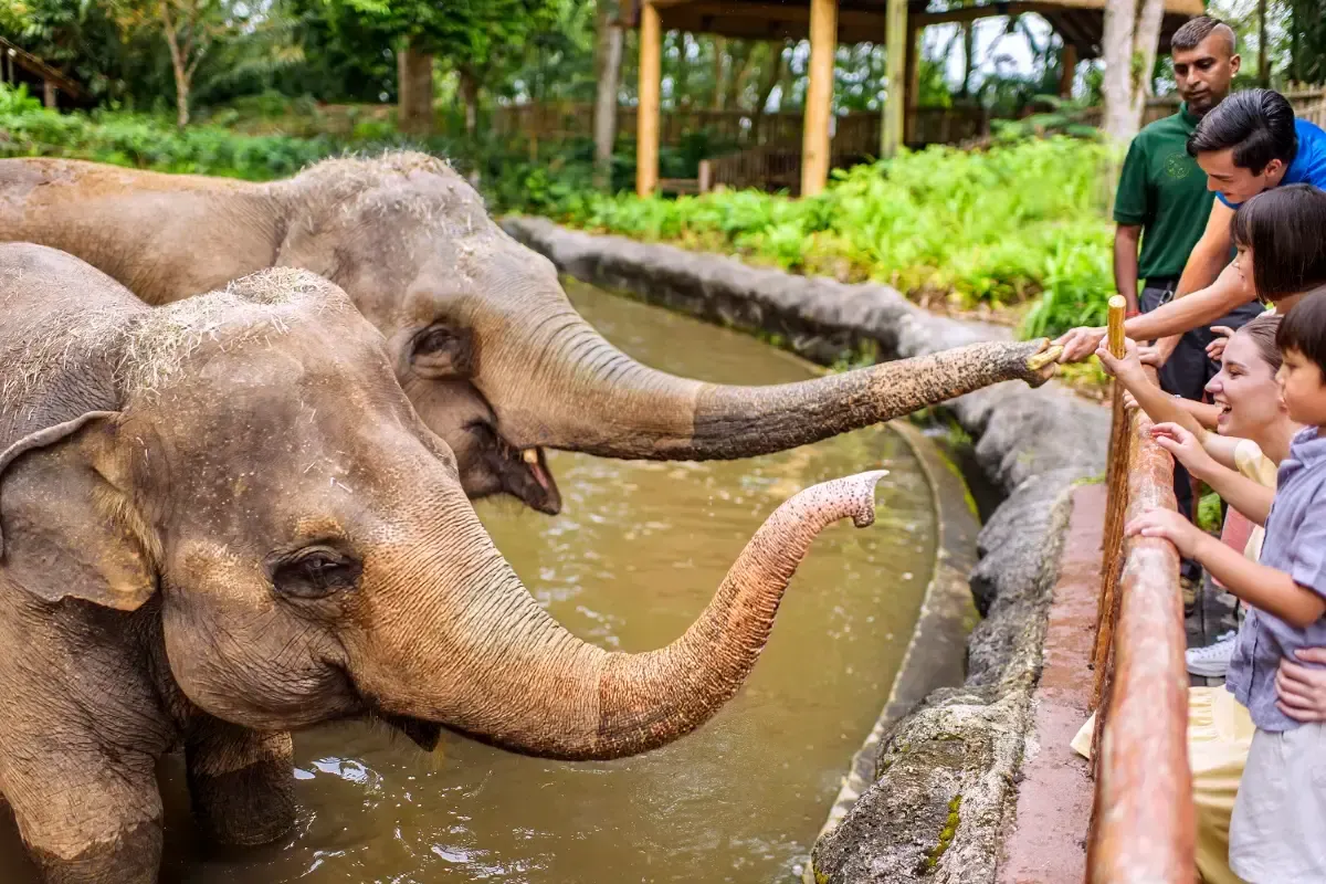 シンガポール動物園の人気アトラクション3選