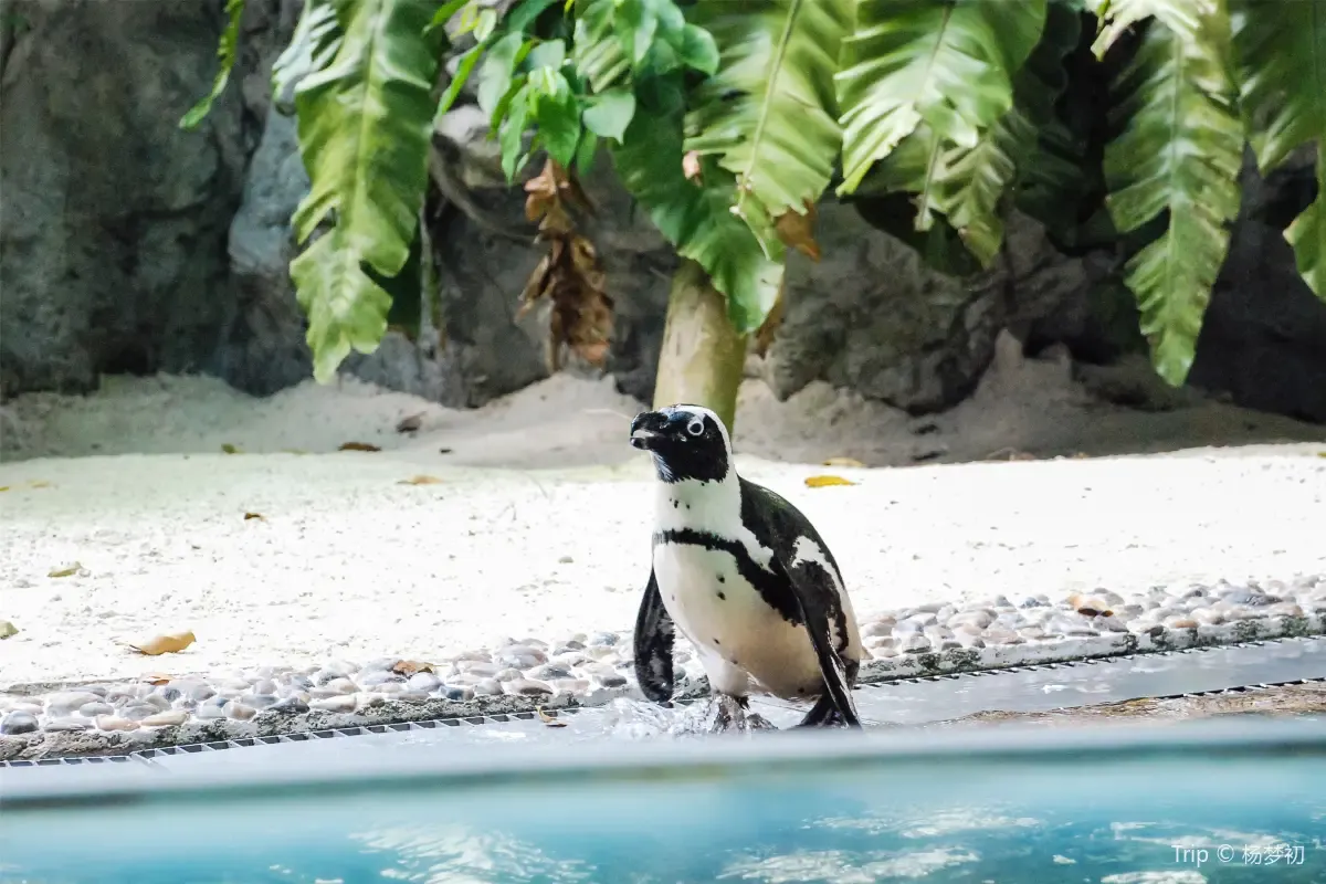 シンガポール動物園のベストシーズン