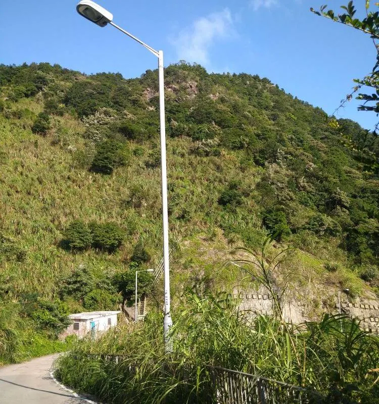 飛鵝山芒草