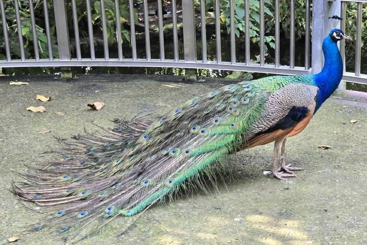 特色主題館 #7 鳥園