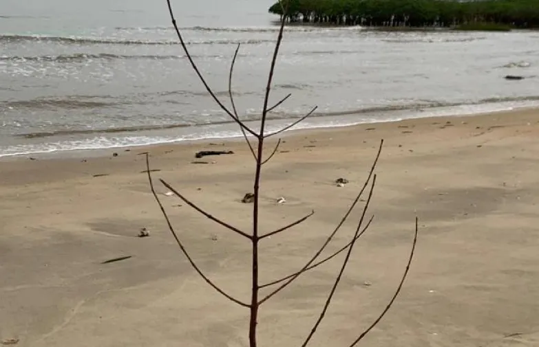 紅樹林尋找小生物