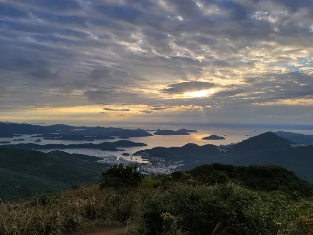 東洋山芒草