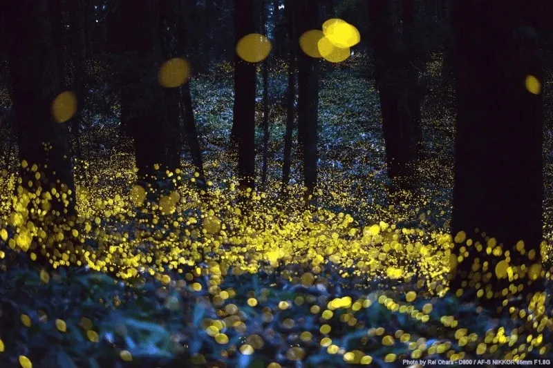 View fireflies at Kota Tinggi Firefly Park