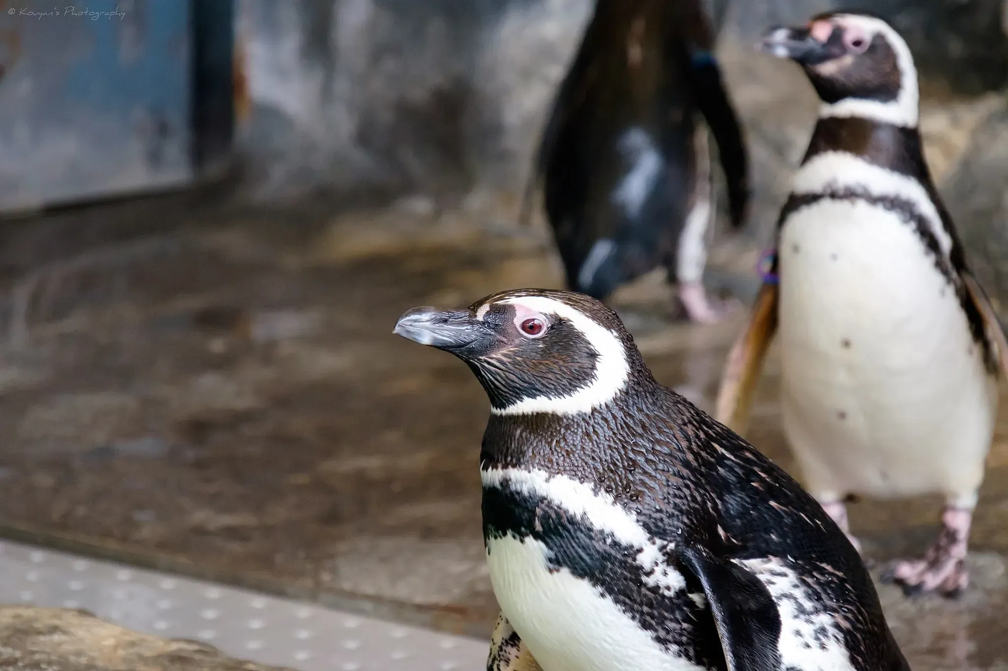 品川水族館 しながわ水族館