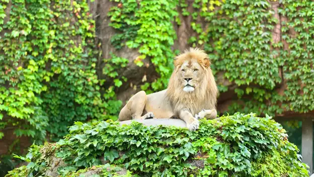 Lion at Zoo Miami