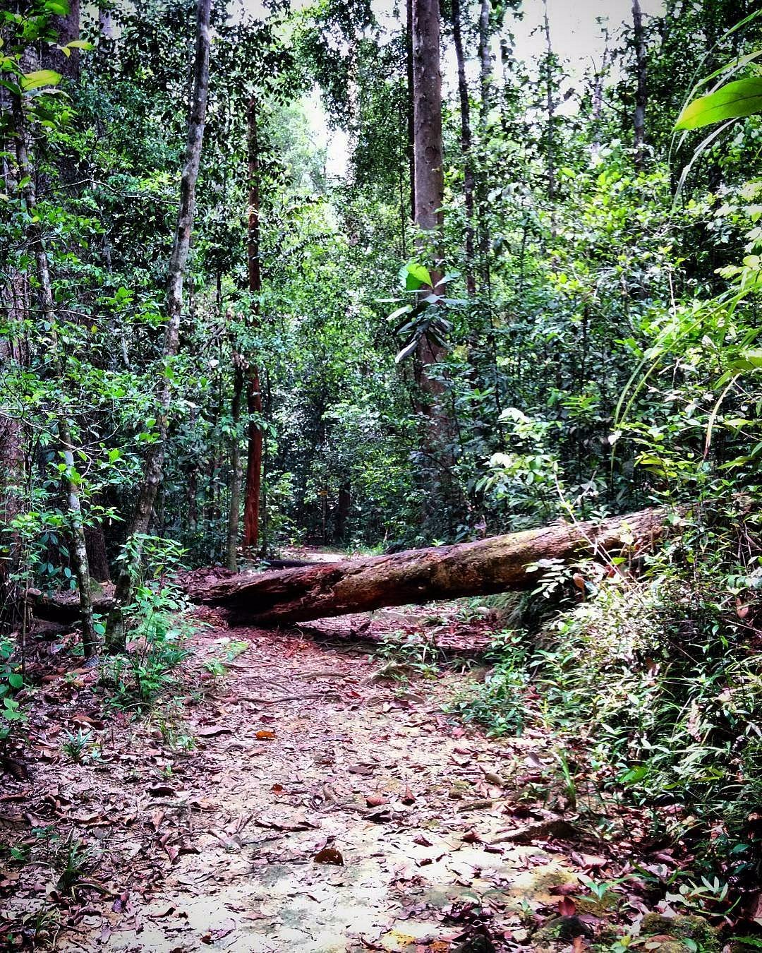 Kottawa Conservation Forest, Kottawa