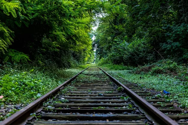 Un tratto di rotaie immerse in una vegetazione lussureggiante