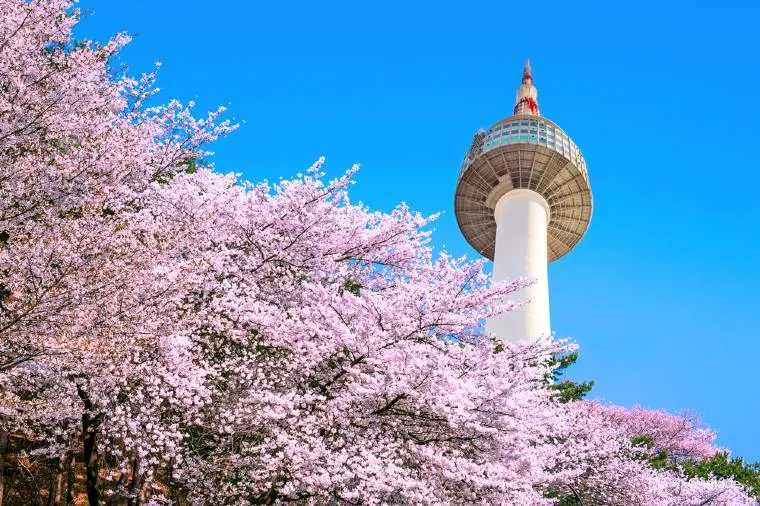 韓國櫻花季節