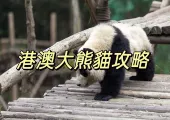 【大熊貓盈盈】2024海洋公園大熊貓盈盈生BB！附港澳動物園熊貓遊覽攻略