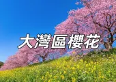 【大灣區2025櫻花🌸】最新大灣區櫻花花期預測，香港+深圳+廣州+澳門春季櫻花觀賞攻略