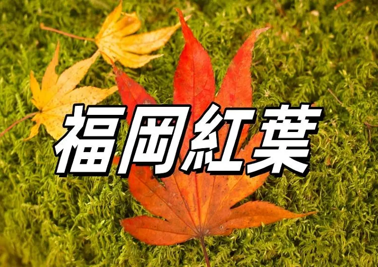 【福岡紅葉2024】福岡紅葉必賞 | 雷山千如寺 - 九州紅葉的隱藏寶地