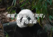 【安安可可】香港海洋公園大熊貓「安安」和「可可」首次在香港過聖誕，12月8日起正式與大家見面