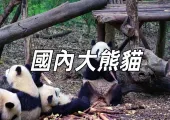 【動物園熊貓】2024 中國各地動物園熊貓游覽攻略