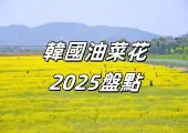 【韓國油菜花】2025年春季七大韓國油菜花盤點！“頑强生命”“加油”花語為生活打氣！