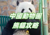 【動物園熊貓】2024 中國各地動物園熊貓游覽攻略