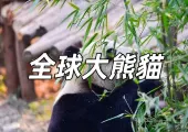 【大熊貓】2024全球動物園熊貓遊覽攻略！中國大陸、中國香港、日本、韓國、馬來西亞等地