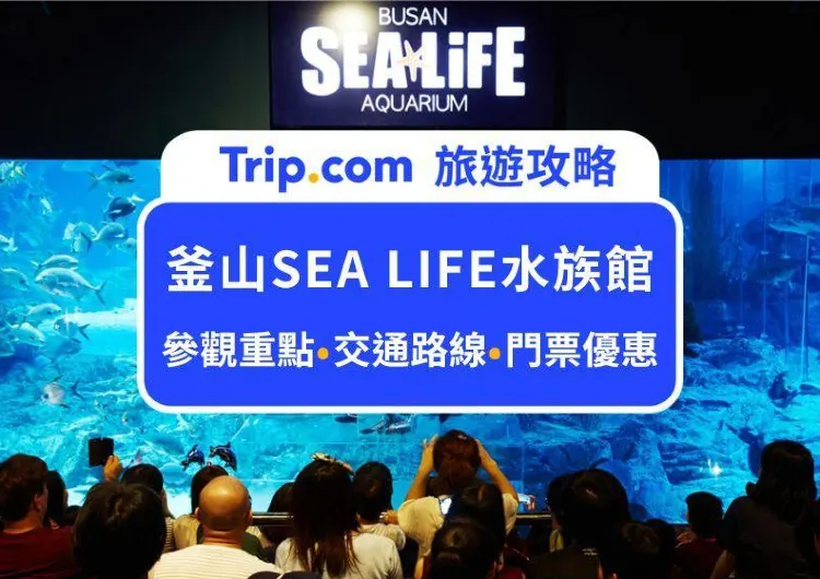 近距離看鯊魚餵食秀！2025釜山SEA LIFE水族館參觀攻略：必看表演、門票價格、交通路線，重點看這篇就夠了！