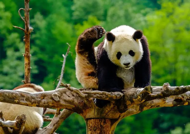 Chasing Star Pandas: A Guide to Popular Panda Spots in China