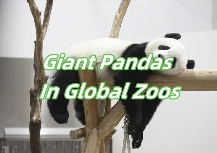 【Panda】2025Giant Pandas In Global Zoos