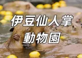 【伊豆仙人掌動物園水豚秀2025】探索日本元祖級水豚露天溫泉秀！水豚露天浴場之祖