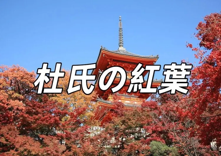 【杜氏紅葉2025】夜の紅葉ならではの魅力! 東済植物園、交通機関、食べ物、近くのアトラクションはすべてクリアです