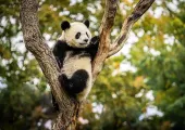 Global Giant Panda Tour: Exploring Panda Habitats Outside China