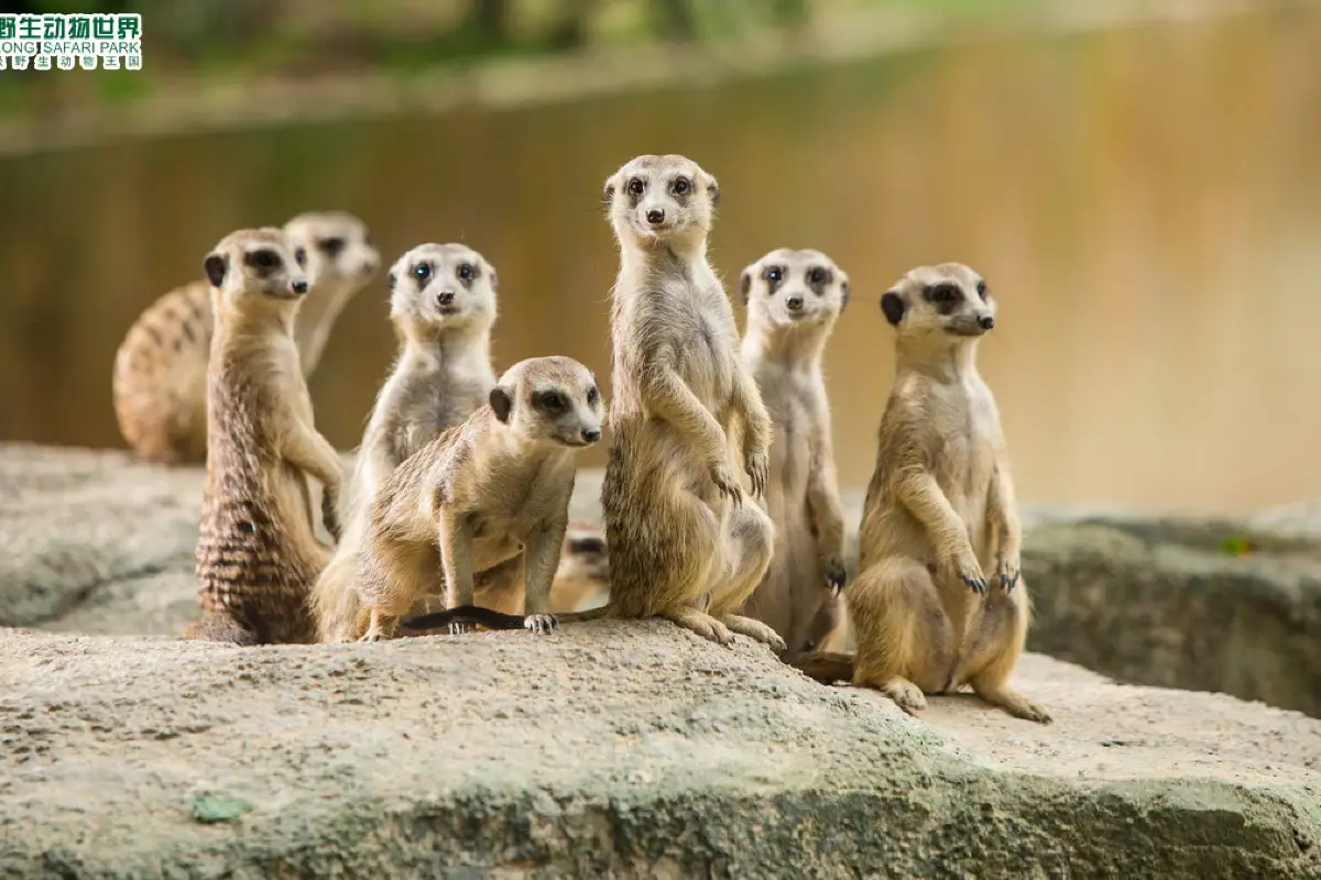 長隆野生動物世界