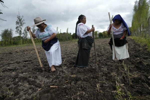 Indigenous women do fieldwork before playing a "handball with anaco" match in the Indigenous community of Turucu, Ecuador, Friday, June 14, 2024. One year ago, a group of women decided to create a new version of soccer: handball with anaco, an ancient skirt worn by Indigenous women. (AP Photo/Dolores Ochoa)