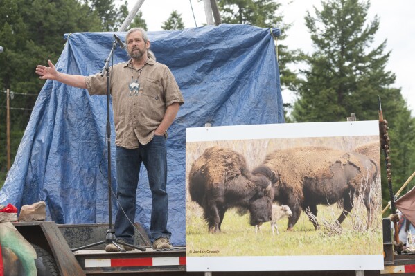 Mike Mease, co-founder of the Buffalo Field Campaign, speaks next to a photograph of a white buffalo calf during a naming ceremony for the recently born calf in West Yellowstone, Mont., Wednesday, June 26, 2024. The reported birth of the calf in Yellowstone National Park fulfills a Lakota prophecy that portends better times. (AP Photo/Sam Wilson)