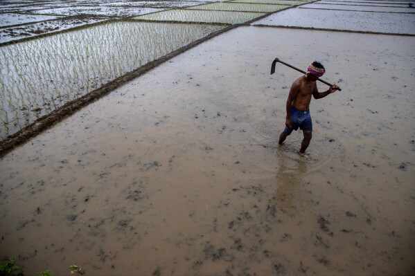 FILE - A farmer walks as he works in a paddy field on the outskirts of Gauhati, India, July 30, 2021. Human-caused climate change is making rainfall more unpredictable and erratic, which makes it difficult for farmers to plant, grow and harvest crops on their rain-fed fields. (AP Photo/Anupam Nath, File)
