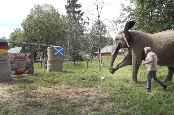 Elephant Bubi kicks the ball towards the goal in Starkenberg, Germany, Thursday, June 13, 2024. As an 'elephant oracle' the elephant predicts the outcome of the opening game of the European Championship, according to her, Germany will win. The animal from the Starkenberg elephant reserve shoots the ball into the German goal. (David Breidert/dpa via AP)