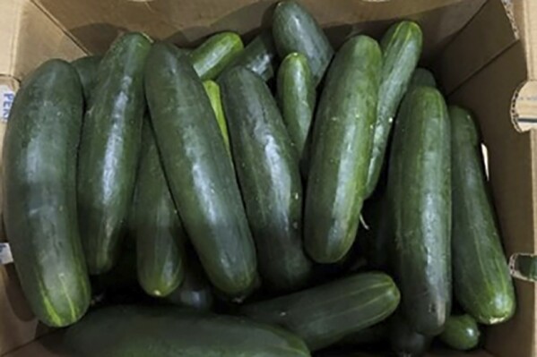 This undated photo provided by the U.S. Food and Drug Administration shows cucumbers recalled for salmonella. Cucumbers contaminated with salmonella bacteria may have sickened and hospitalized dozens of people in at least 25 states, U.S. health officials said Wednesday, June 5, 2024. (U.S. Food and Drug Administration via AP)