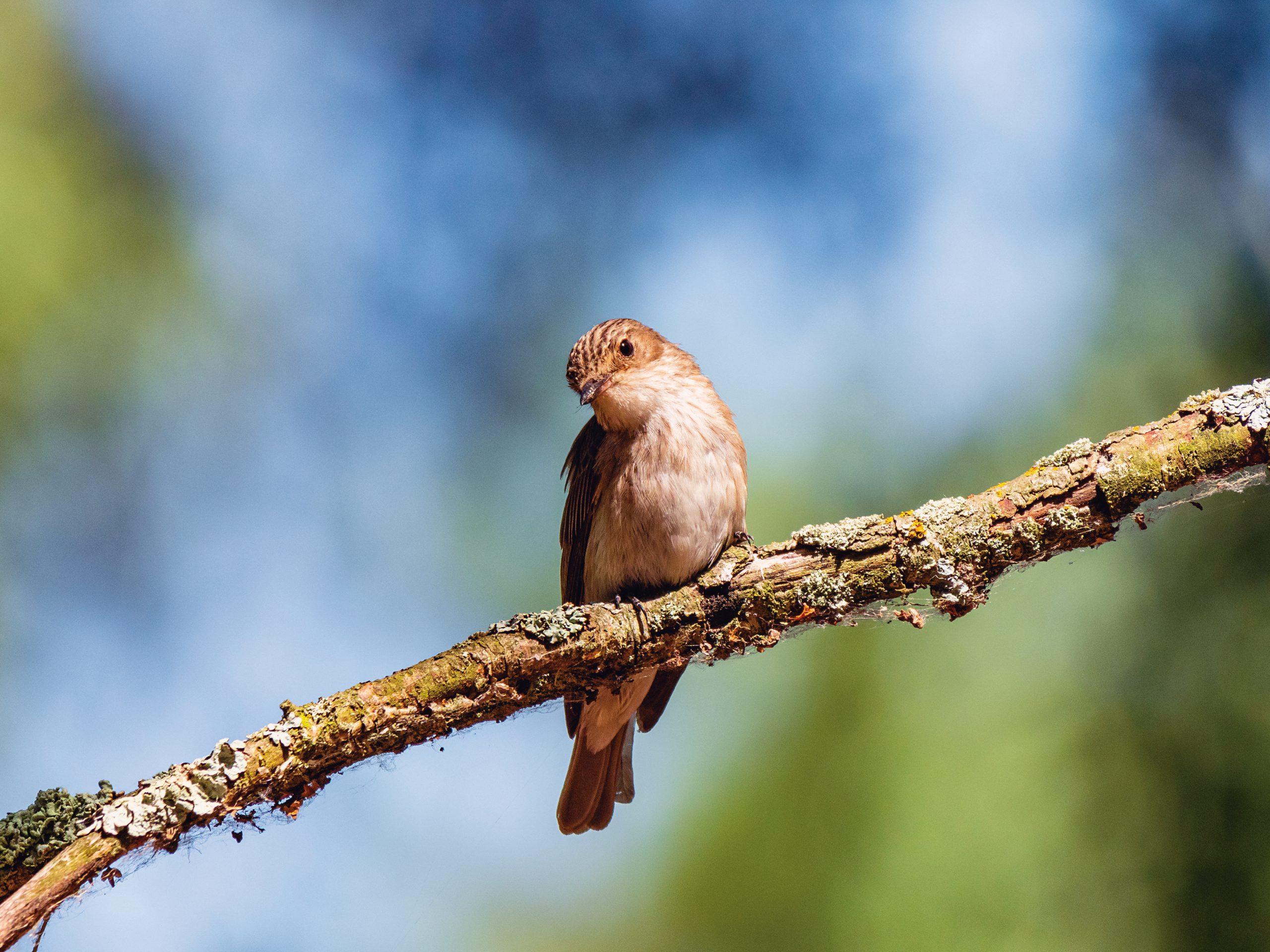 Summer reflection: Call of the flycatcher