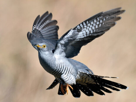 Cuckoos sang me happy birthday for a decade. Now they are silent