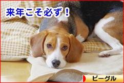 にほんブログ村 犬ブログ ビーグルへ