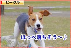 にほんブログ村 犬ブログ ビーグルへ