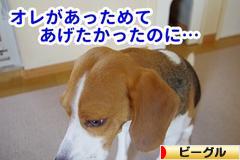 にほんブログ村 犬ブログ ビーグルへ