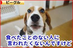 にほんブログ村 犬ブログ ビーグルへ