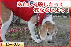 にほんブログ村 犬ブログ ビーグルへ