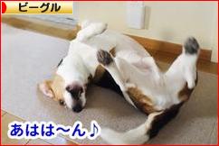 にほんブログ村 犬ブログ ビーグルへ