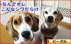 にほんブログ村 犬ブログ ビーグルへ