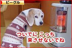 にほんブログ村 犬ブログ ビーグルへ