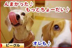 にほんブログ村 犬ブログ ビーグルへ