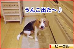 にほんブログ村 犬ブログ ビーグルへ