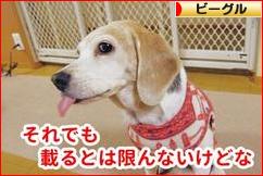 にほんブログ村 犬ブログ ビーグルへ