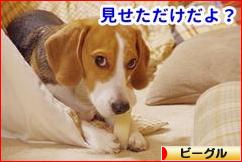 にほんブログ村 犬ブログ ビーグルへ