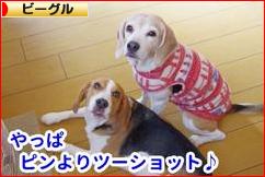 にほんブログ村 犬ブログ ビーグルへ