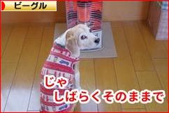 にほんブログ村 犬ブログ ビーグルへ