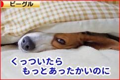 にほんブログ村 犬ブログ ビーグルへ